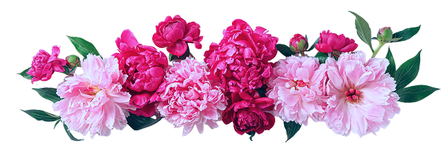 Pink and red peonies on black background.
